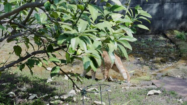 A cat prowling in a garden.