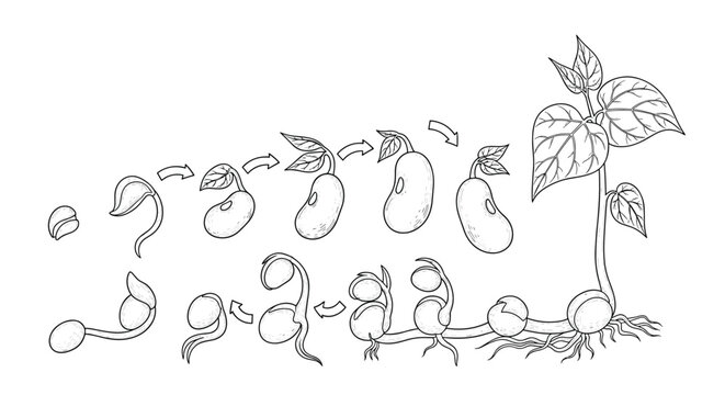 Educational scientific diagram showing the complete life cycle of a bean plant from seed germination and sprouting to full growth stages.