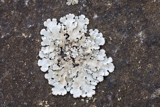 Lichen of the genus Parmelia on slate.