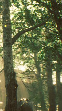 Sunlight filters through the branches of trees in a lush forest. The scene shows green leaves and soft light creating a warm atmosphere. Nature is alive and vibrant in this moment.