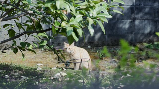 A cat prowling in a garden.