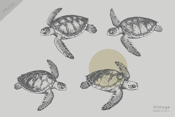 Fototapeta premium Set of turtle collection in sketch engraving style vector illustration. Vintage sea element turtle Isolated grunge