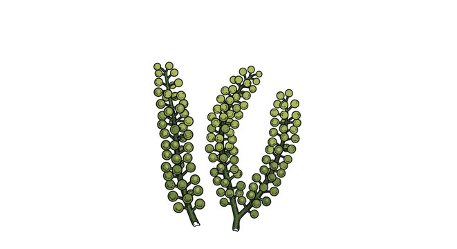 Detailed illustration of sea grapes or umibudo seaweed showing several stems with small round green bubbles in a realistic hand-drawn style.