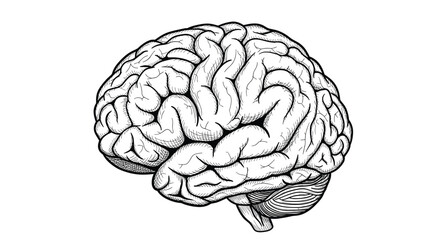 Fototapeta premium Anatomical illustration of a human brain shown from a side perspective in a detailed black and white engraving style on a plain white background.