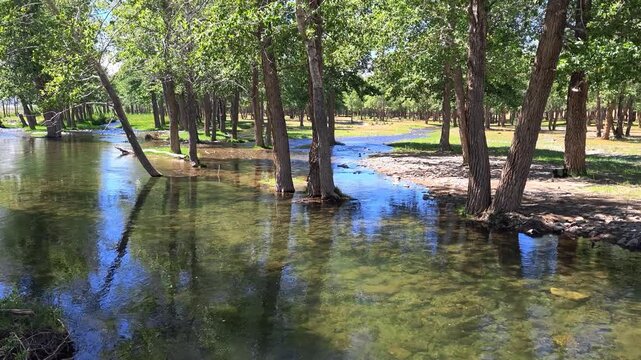 Video panorama of Floodplain poplar forest near the river. Branched channels of the Kyzylshin river in Altai.