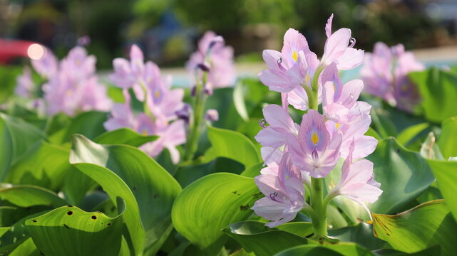 Pink water hyacinths in bloom. A close-up image of beautiful, pale pink water hyacinths in full bloom in a summer pond, with copy area enabled by selecting the focus point.