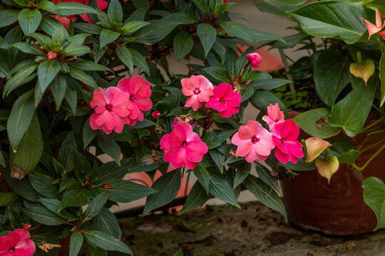 Blooming pink impatiens flowers in lush garden natural background