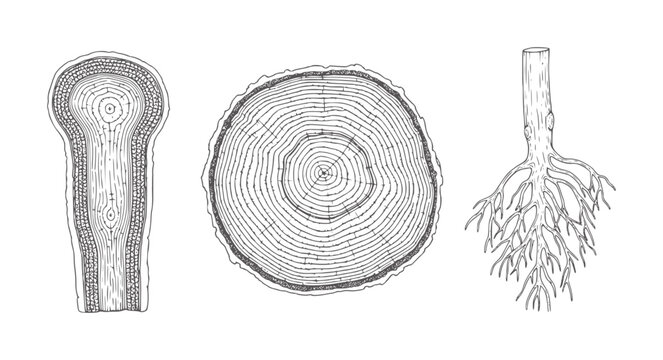 Botanical of tree cross section trunk and roots