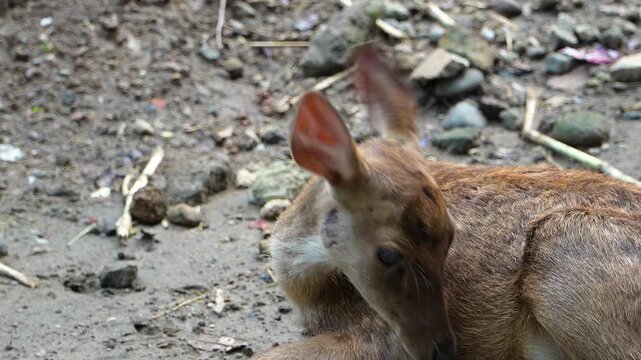 Deer resting and flicking its ears to repel flies inside zoo enclosure