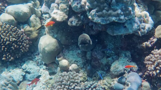 Close up shot of moray eel underwater and ocean reef, Maldives