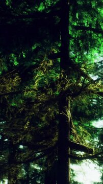 Sunlight filters through the vibrant leaves, creating a magical dance of shadows. Tall trees stand gracefully in a serene forest, inviting tranquility and exploration.