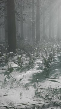 In a tranquil winter forest, soft, diffused light streams through tall trees. The ground is covered in snow and ferns, creating a serene and enchanting atmosphere filled with mystery.