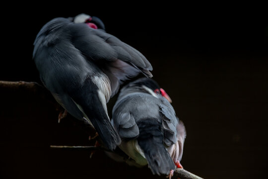 Java finch, Java sparrow, padda oryzivora, over a branch, natural bokeh background