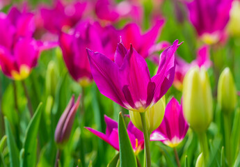 Close-up tulips in the spring garden. Beautiful blooming flowers in the spring park. Select focus shallow depth of field. Spring background. Tulipa. Blossom garden with tulips in April.