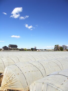 早春の近郊のビニールをかけられた朝のほうれん草畑風景