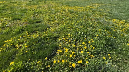 Taraxacum officinale, commonly called dandelion, covers a grassy meadow with bright yellow blooms. This wide landscape view shows spring growth, wild flora, and natural field texture under sunlight. © Bediha Duru Öksüz