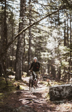 woman hikes through boreal forest with her dog in Maine