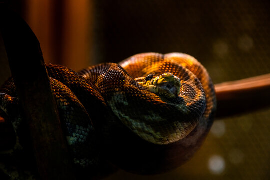 Corallus annulatus, known as the ringed tree boa, annulated tree boa on a branch in a terrarium. Portrait of a boa from the Central American rainforest