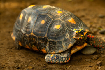 Obraz premium The red-footed tortoise is a species of tortoise from northern South America, generally an average of 30 cm in length