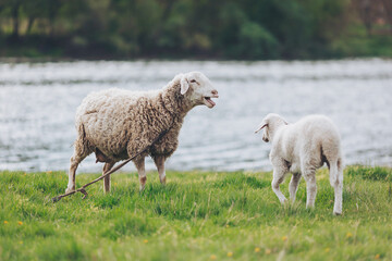 Fototapeta premium Two sheep share a beautiful day at a serene riverside. One adult sheep watches over a playful lamb while enjoying the peaceful surroundings and warm sunlight