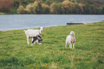 Fototapeta premium Three goats enjoy a lively afternoon by the river, with one black and white kid playfully nudging a curious white sheep. Sunlight dances on the water, creating a serene backdrop