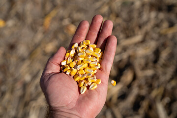 Fototapeta premium Corn kernels macro in hand. Corn seeds showing agriculture yield and harvest season. Maize grain with organic crop and farming concept. Grain food with natural detail and countryside background.