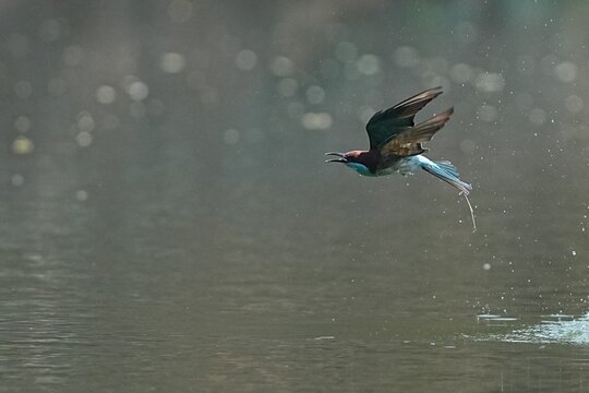 The kingfisher inhabits the forests of Thailand.