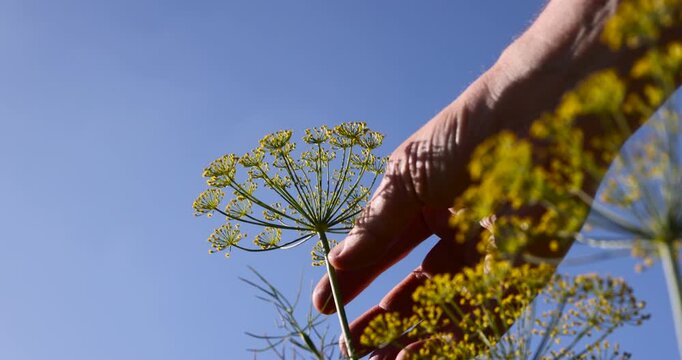 green unripe dill in the autumn season in sunny, clear weather, a large number of dill plants to obtain seeds