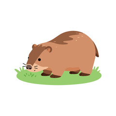 Fototapeta premium Cartoon wombat stands on a patch of grass in side view on white background