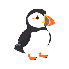 Fototapeta premium Atlantic puffin illustration with orange beak and feet on a white background