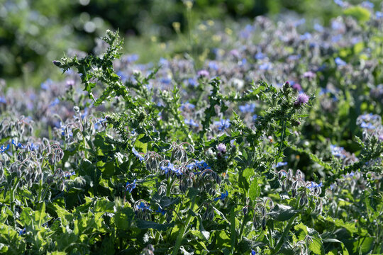 Bourache officinale dans une prairie au printemps