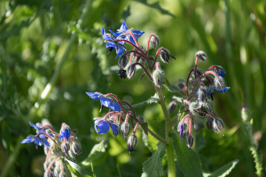 Bourache officinale dans une prairie au printemps