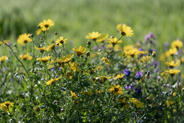 Fototapeta premium Chrysanthèmes couronnés et centaurées au printemps dans une prairie