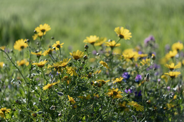 Fototapeta premium Chrysanthèmes couronnés et centaurées au printemps dans une prairie