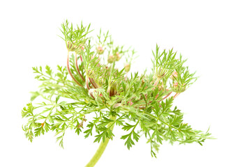 Fototapeta premium Flora of Gran Canaria - Daucus carota, wild carrot starting to flower