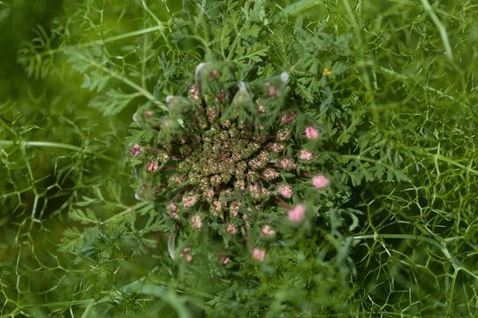 Flora of Gran Canaria -  Daucus carota, wild carrot starting to flower