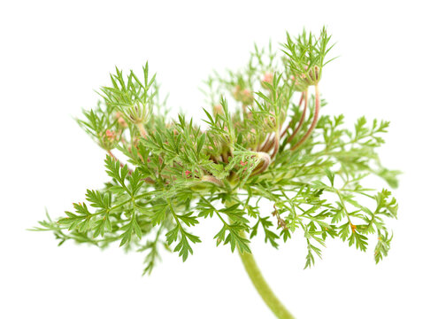 Flora of Gran Canaria -  Daucus carota, wild carrot starting to flower