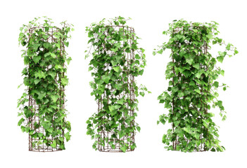Naklejka premium Three climbing plant structures with dense green foliage against a black background