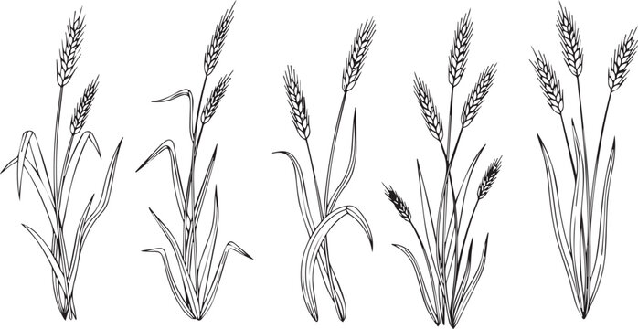  Detailed Hand Drawn Wheat Ears and Grain Stalks Illustration Set