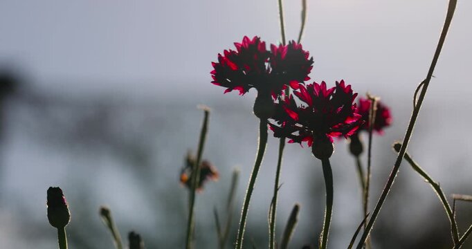 beautiful hybrid red cornflowers in the autumn season in the garden , the last few cornflowers of an unusual red color against the blue sky