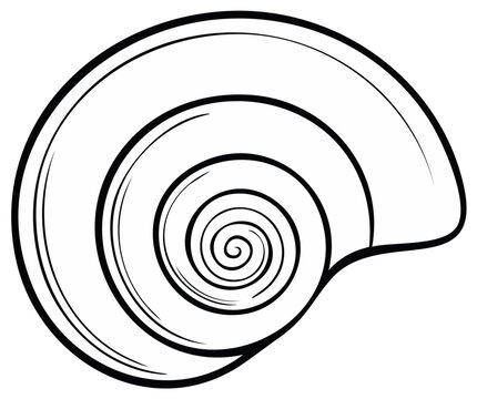 Abstract black and white spiral shell drawing with clean lines and curves