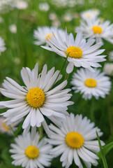 White daisies in the grass (Bellis perennis) © KSCHiLI