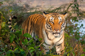 Obraz premium Female Bengal tiger approaching in Jim Corbett National Park Uttarakhand India – wild predator in natural habitat