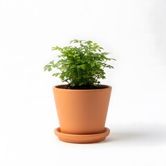 Fototapeta premium Green plant in a terracotta pot with a saucer on a white background (469