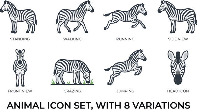 Zebra animal icon set featuring 8 variations including standing, walking, running, grazing, jumping, front view, side view, and head icon. Flat vector illustration with clean lines on white background
