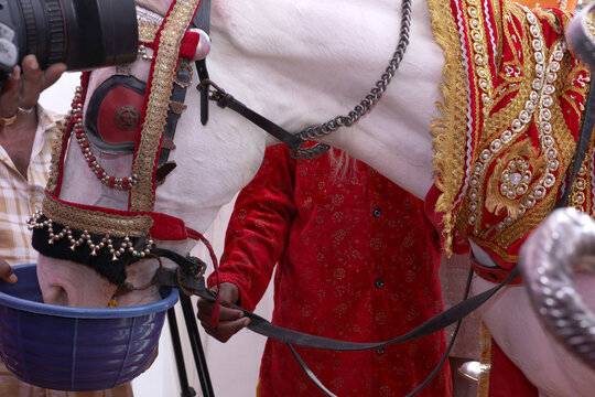 Decorated White Horse for Wedding Baraat Ceremony Celebration