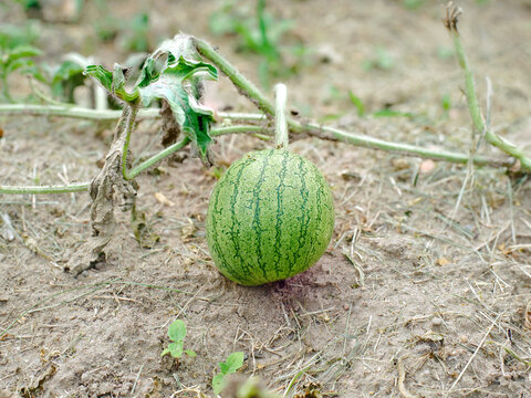 Young green striped watermelon fruit growing on the ground in farm field with dry foliage, healthy organic agriculture and fresh natural produce for sustainable harvest.