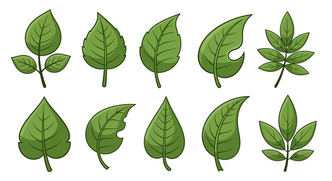 Collection of various green leaf shapes.