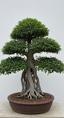 Fototapeta premium Bonsai tree in ceramic pot against a neutral white background