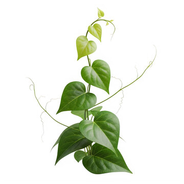 Green ivy plant climbing on white background isolated on transparent background